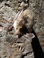 Myotis bechsteinii