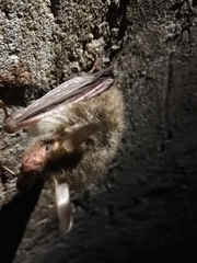 Myotis bechsteinii