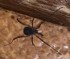 Eumesosoma