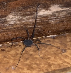 Eumesosoma