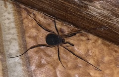 Eumesosoma
