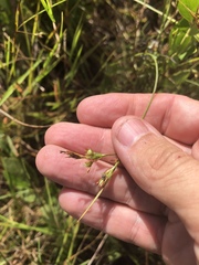 Scleria muehlenbergii