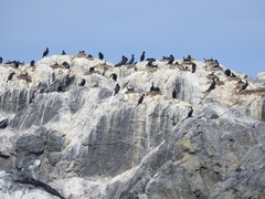 Phalacrocorax carbo carbo
