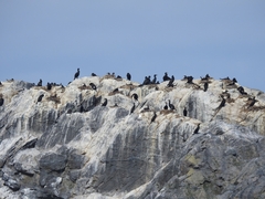 Phalacrocorax carbo carbo