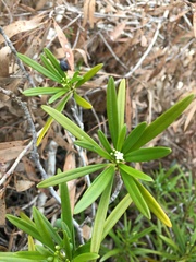 Rauvolfioideae
