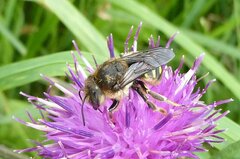 Anthidium septemspinosum