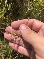 Scleria muehlenbergii