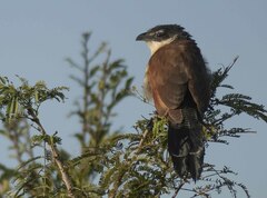 Centropus superciliosus burchellii