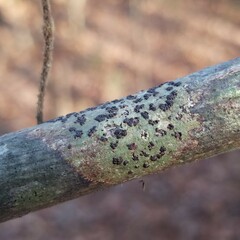 Bathelium carolinianum