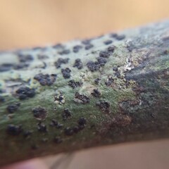 Bathelium carolinianum