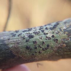 Bathelium carolinianum