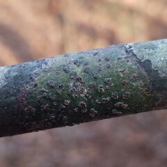 Bathelium carolinianum