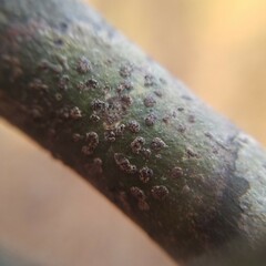 Bathelium carolinianum