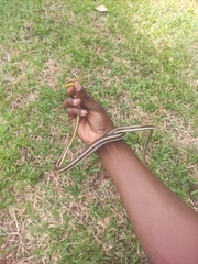 Psammophis elegans
