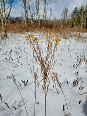 Doellingeria umbellata