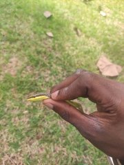 Psammophis elegans