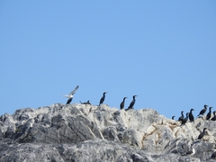 Phalacrocorax carbo carbo