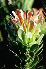 Mimetes fimbriifolius
