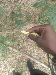 Psammophis elegans