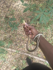 Psammophis elegans