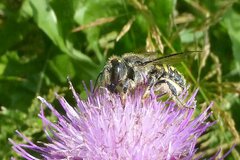 Anthidium septemspinosum