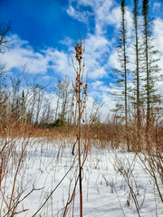 Rumex britannica