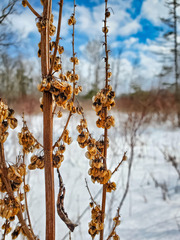Rumex britannica