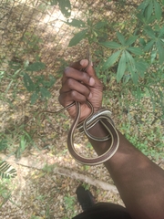 Psammophis elegans