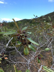 Alphitonia neocaledonica