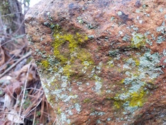 Chrysothrix xanthina