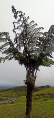 Cyathea weatherbyana