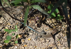 Aspidoscelis lineattissimus