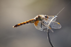 Erythrodiplax corallina