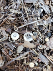 Cyathus stercoreus image