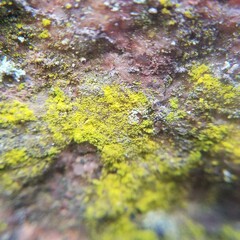 Chrysothrix xanthina