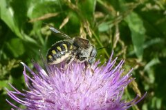 Anthidium septemspinosum