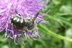 Anthidium septemspinosum