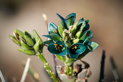 Puya alpestris