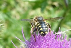Anthidium septemspinosum