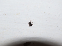Ceutorhynchini