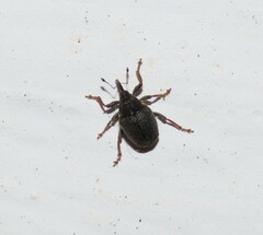 Ceutorhynchini