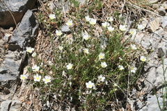 Arenaria grandiflora