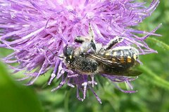 Anthidium septemspinosum