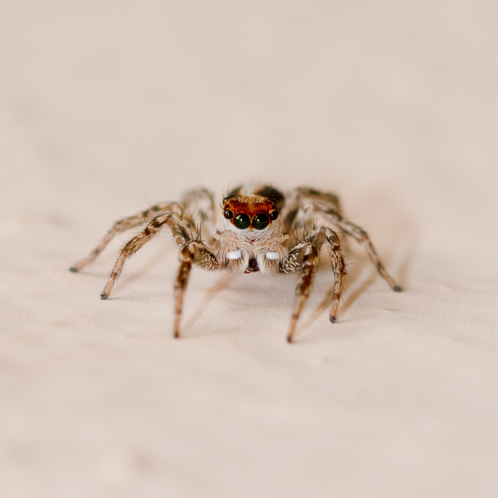 Plexippus devorans