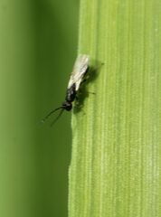 Eurytomidae