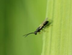 Eurytomidae