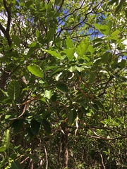 Alstonia