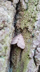 Operophtera
