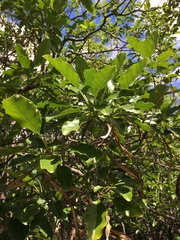 Alstonia