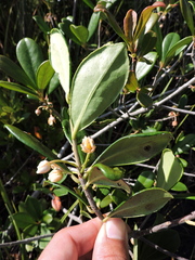 Ternstroemia brasiliensis